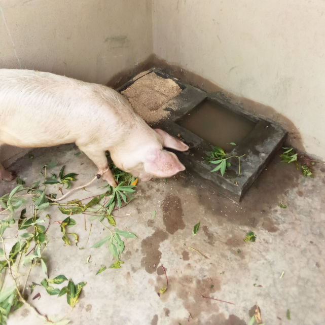Piglet farm